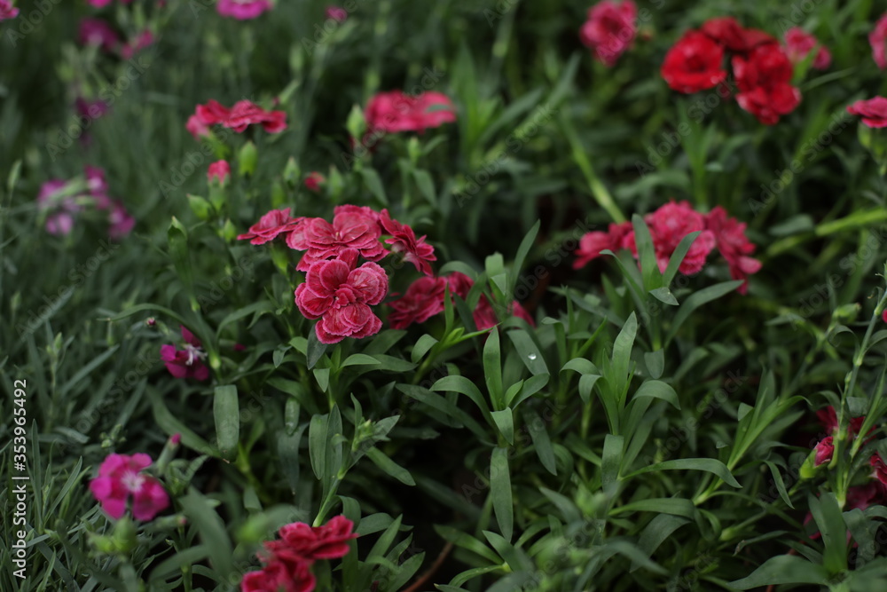 Plants, flowers, beautiful background, professional macro photography.
