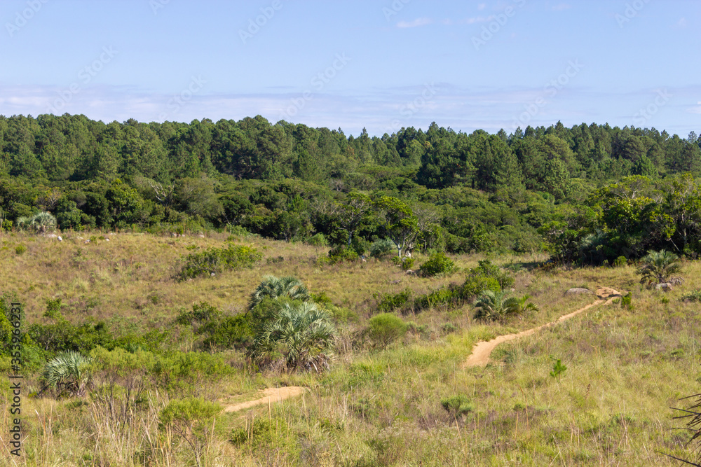 Road and forest in Morro Santana mountain in Porto Alegre Road and forest in Morro Santana mountain in Porto Alegre