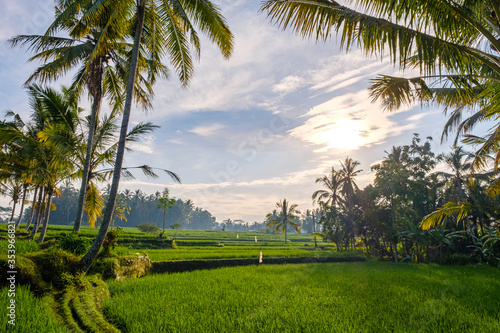 View of beautiful nature environment, lush green palm trees growing on rice fields during sunrise. Morning light on rice fields surrounded by rainforest with coconut trees. Bali, Indinesia
