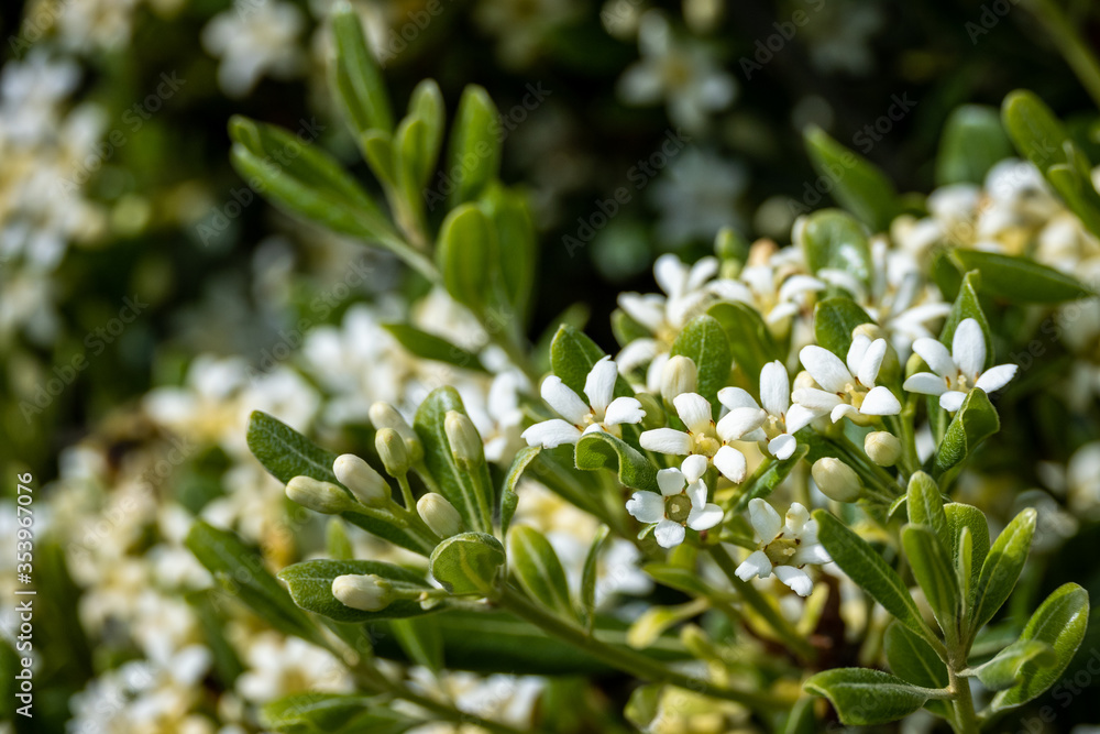 Closeup of the fragrant white blooms on a Mexican Orange bush as a nature background
Closeup of the fragrant white blooms on a Mexican Orange bush as a nature background