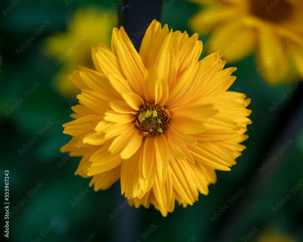 Blooming Yellow Daisy Flower Blooming Yellow Daisy Flower