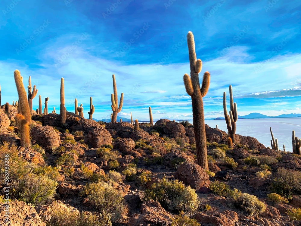 island of giant cacti on the Salar de Uyuni in Bolivia

