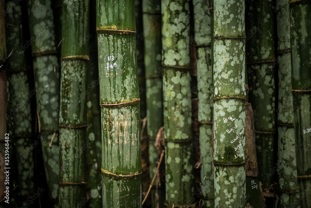 textured bamboo background with carving textured bamboo background with carving