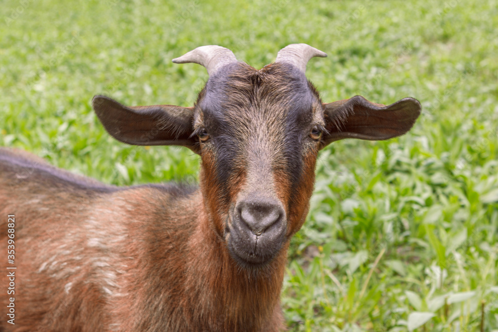 Brown goat grazes in a field on green grass, close-up Brown goat grazes in a field on green grass, close-up