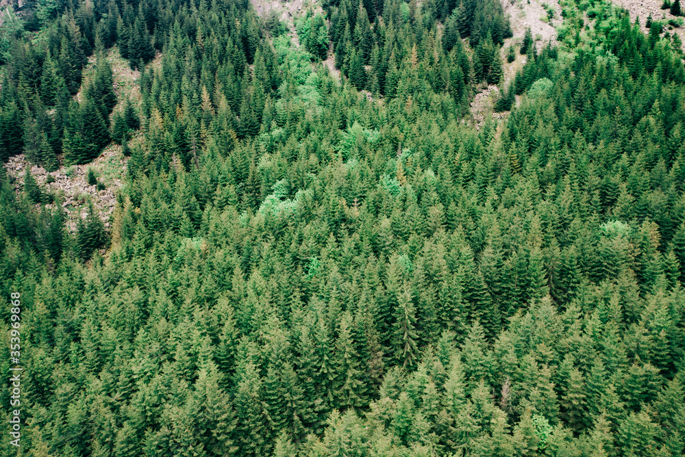 Aerial view of evergreen trees