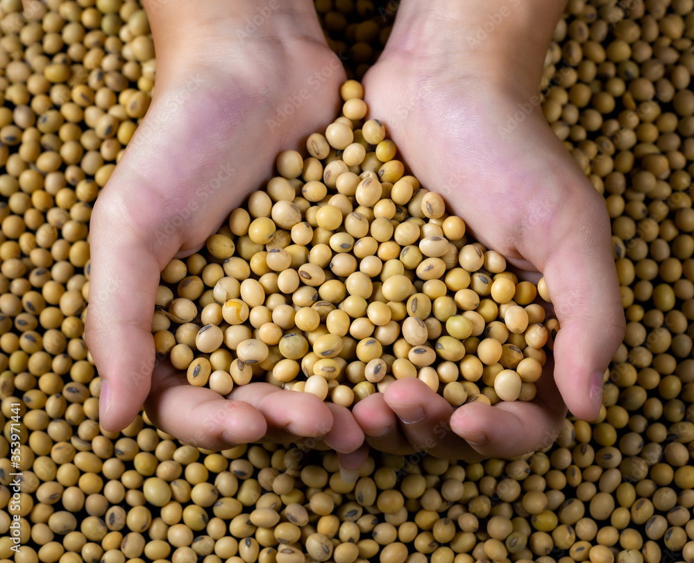 Harvest of soybeans close-up, healthy food
