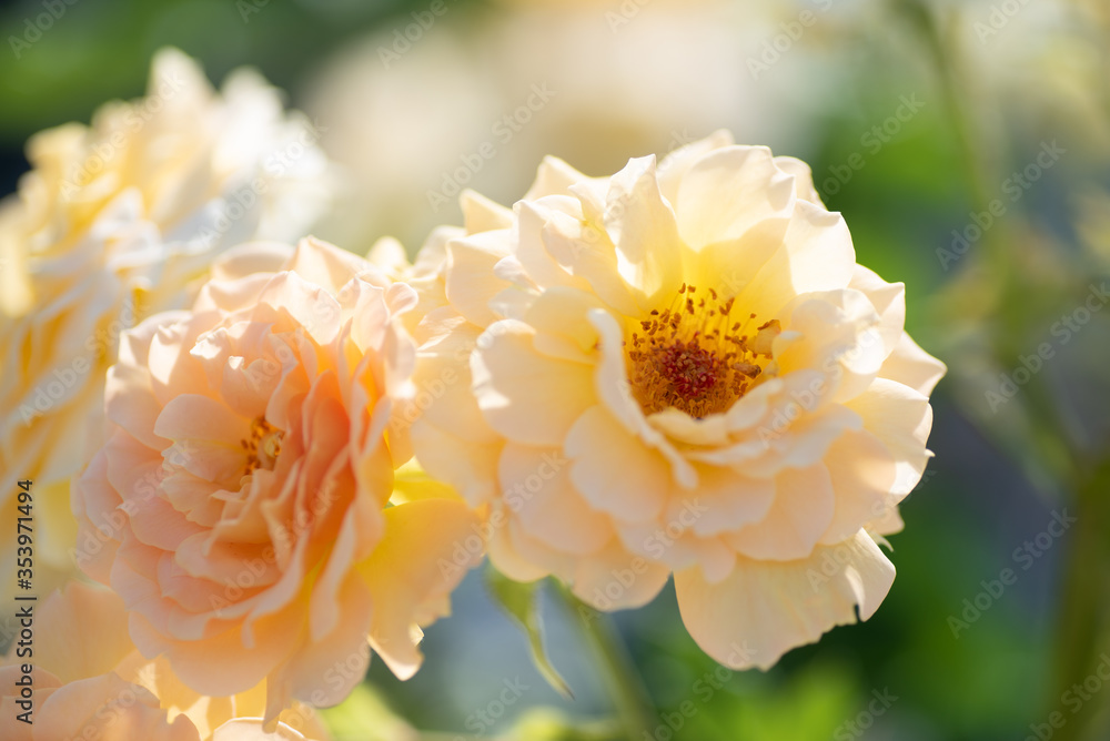 yellow rose flower yellow rose flower