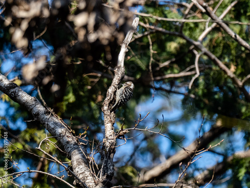 Japanese pygmy woodpecker perched on a branch 1
