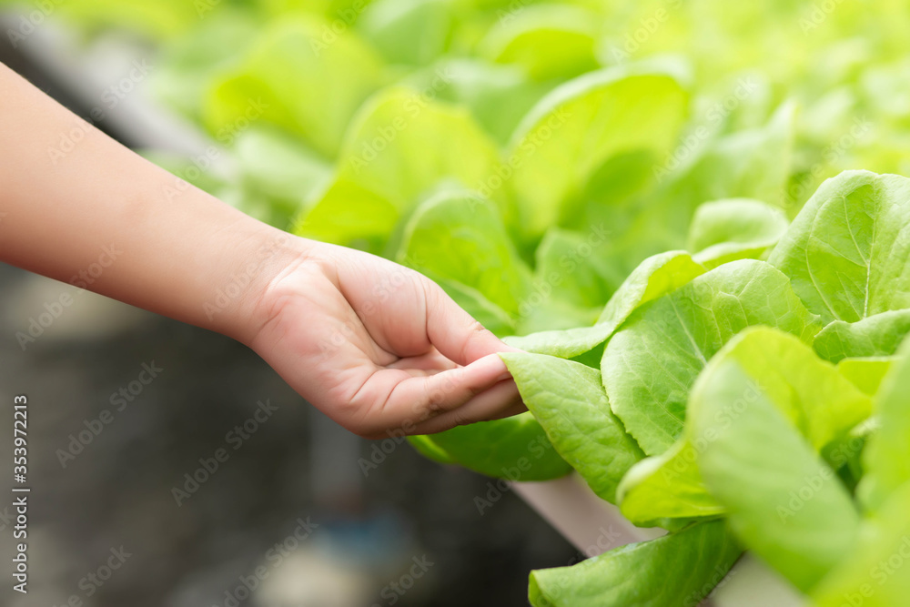 Non-toxic vegetable quality inspection technology Non-toxic vegetable quality inspection technology