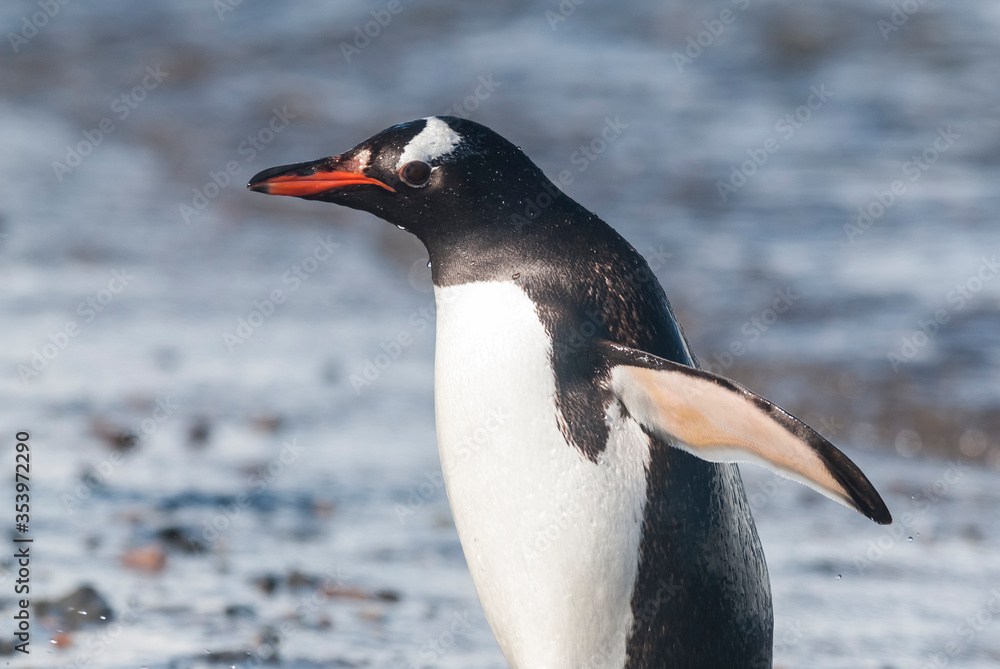 Fototapeta premium Gentoo Penguin,on an antarctic beach, Neko harbour,Antartica