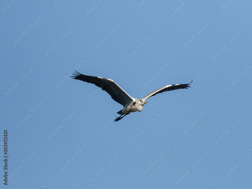 Japanese gray heron in flight with blue skies 2 Japanese gray heron in flight with blue skies 2