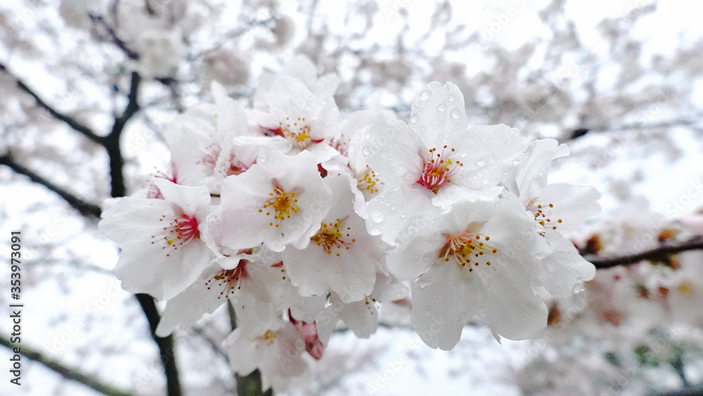 桜　春　広告　素材　SNS　季節　旅行　花　蕾　満開　天気　晴れ　黄昏　