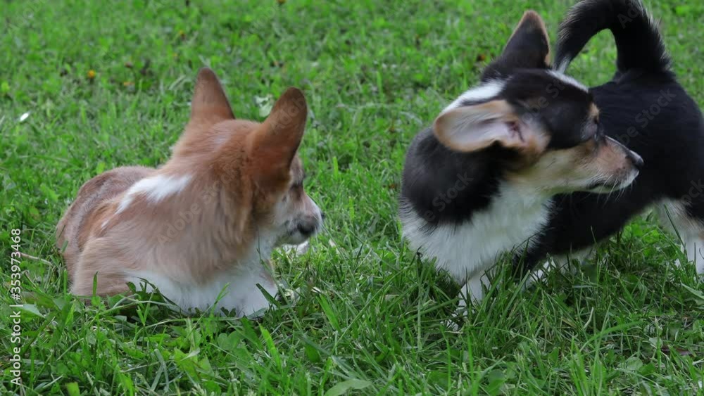Corgi puppies on a walk at sunset Corgi puppies on a walk at sunset