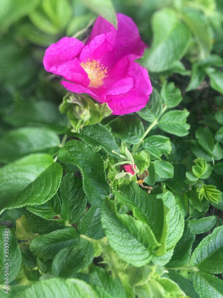 Pink Rose-hip Wild Beach Rose blooming flower wild rose green leaves top, Background Pink Rose-hip Wild Beach Rose blooming flower wild rose green leaves top, Background