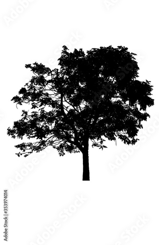 tree silhouettes beautiful isolated on white background