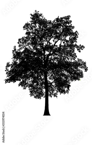 tree silhouettes beautiful isolated on white background