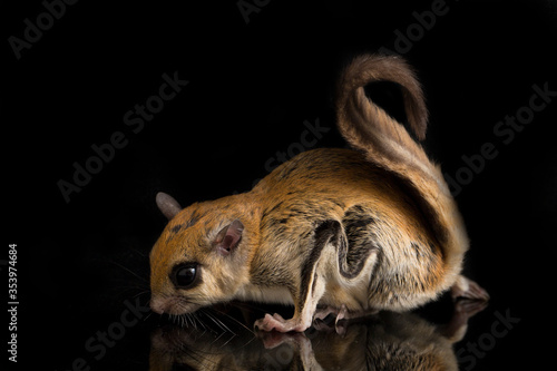 The Javanese flying squirrel (Iomys horsfieldii) is a species of rodent in the family Sciuridae. It is found in Indonesia, Malaysia, and Singapore. Isolated on black background
 photo