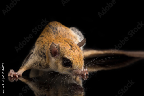 The Javanese flying squirrel (Iomys horsfieldii) is a species of rodent in the family Sciuridae. It is found in Indonesia, Malaysia, and Singapore. Isolated on black background
 photo