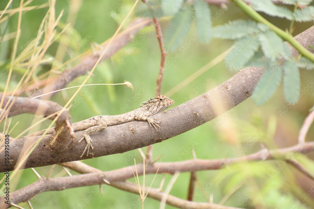 lizard on a tree