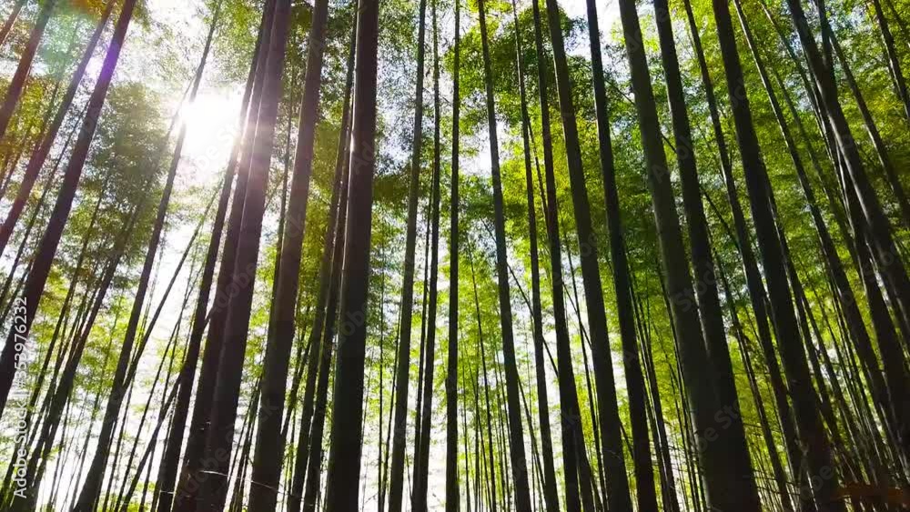 京都 嵐山の竹林