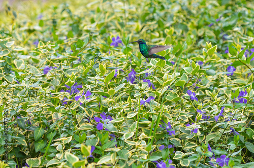 A Sparkling Violetear (Colibri coruscans) hummingbird flying above violets, Quito, Ecuador. photo