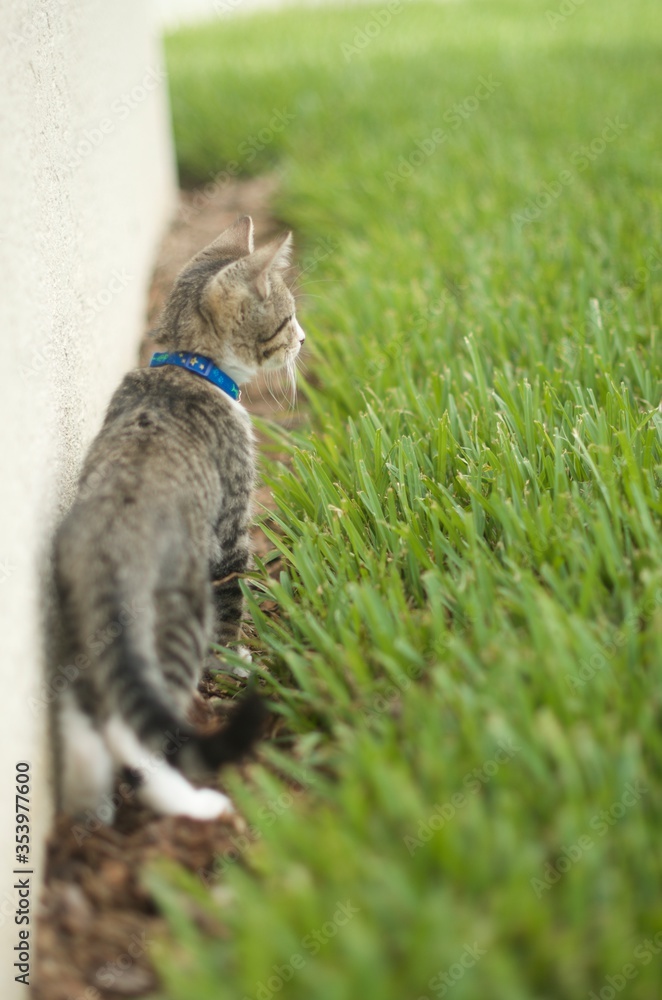 Obraz premium Cute baby kitten on the hunt in the yard