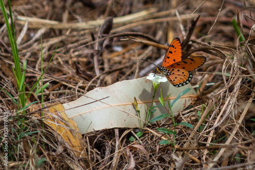 Tawny Coster butterfly. Alive orange butterfly with black dots pollinating a white flower. Scientific name: Acraea terpsicore. Pictured at Mary river close to Kakadu, Northern Territory NT, Australia photo