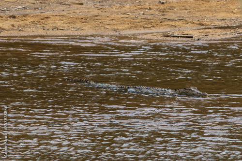 Salt water crocodile swimming on a river, close to a sand bar. Animal camouflaged on the brown water, swimming, ready to attack. Eyes above the water. Mary river, Kakadu, Northern Territory, Australia