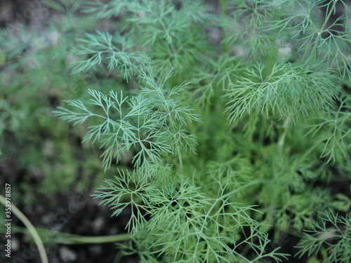 Juicy green seedlings of young dill growing in open ground, dill care. Agriculture.