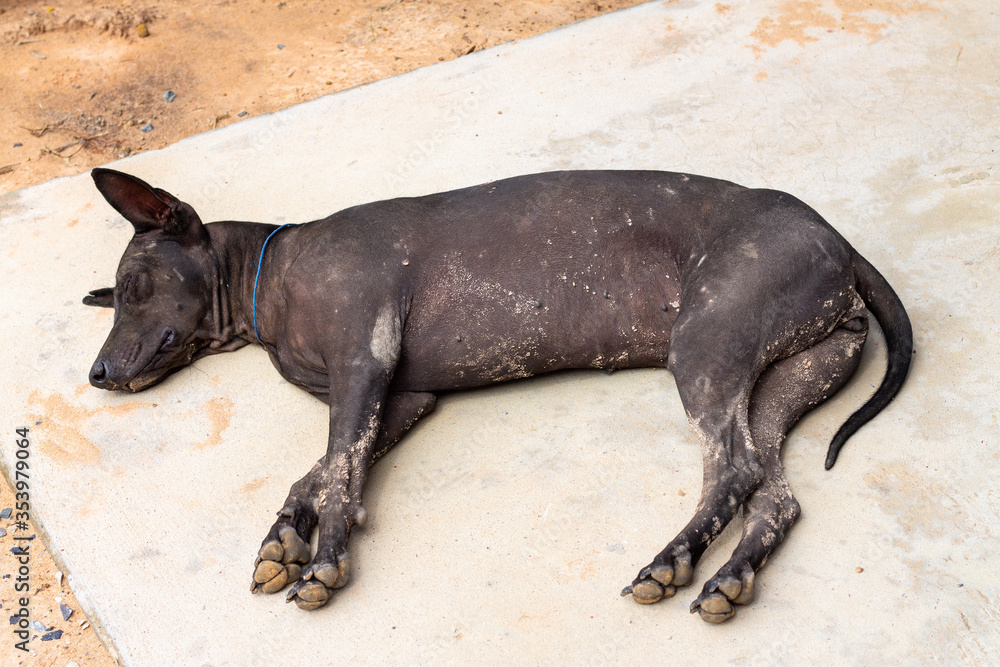 A black dog is sleeping on the concrete ground A black dog is sleeping on the concrete ground