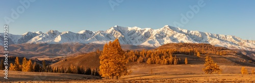 Beautiful panorama with a valley full of golden trees in the foreground and white snowy mountains  in the background. Sunrise. Altai mountains. Golden hour 