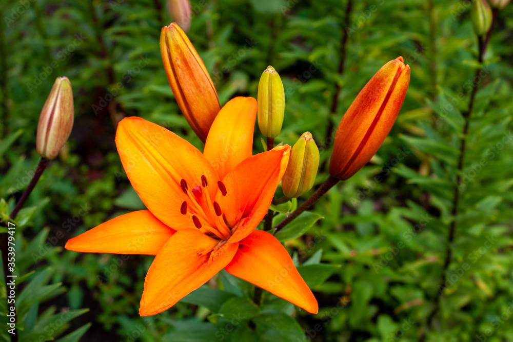 Orange Lily on a summer day. Selective focus Orange Lily on a summer day. Selective focus
