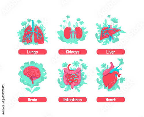 Healthy internal anatomical system flat concept vector illustrations set