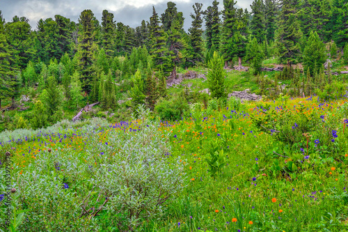 Picturesque summer landscape of blooming alpine meadow with blue aquilegia, orange Trollius asiaticus, buds of endemic medicinal herb Rhapónticum carthamoídes in Altai mountains, Russia