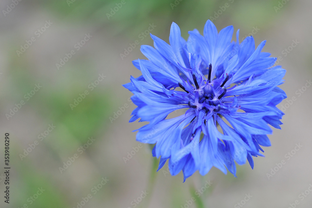 Obraz premium Beautiful cornflower flower close up