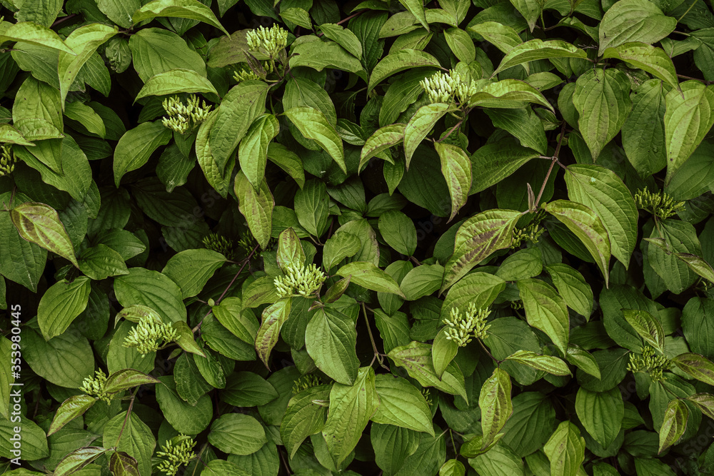 Close up nature background with green leaves texture. Dark wallpaper concept with plants foliage. Nature pattern in warm green color Close up nature background with green leaves texture. Dark wallpaper concept with plants foliage. Nature pattern in warm green color
