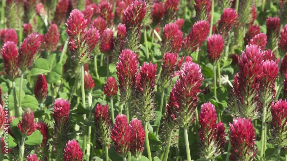 Crimson clover Blooming field in Czechia. Trifolium incarnatum, known as or Italian clover. family Fabaceae nitrogen lifter on the soil Crimson clover Blooming field in Czechia. Trifolium incarnatum, known as or Italian clover. family Fabaceae nitrogen lifter on the soil