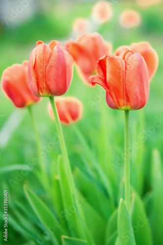Spring summer floral garden natural background, greeting card with red blooming tulips on a sunny warm day on a flowerbed on the lawn. Gardening, floriculture, growing plants and flowers © Светлана Евграфова