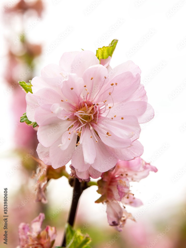 Fototapeta premium fading sakura flowers