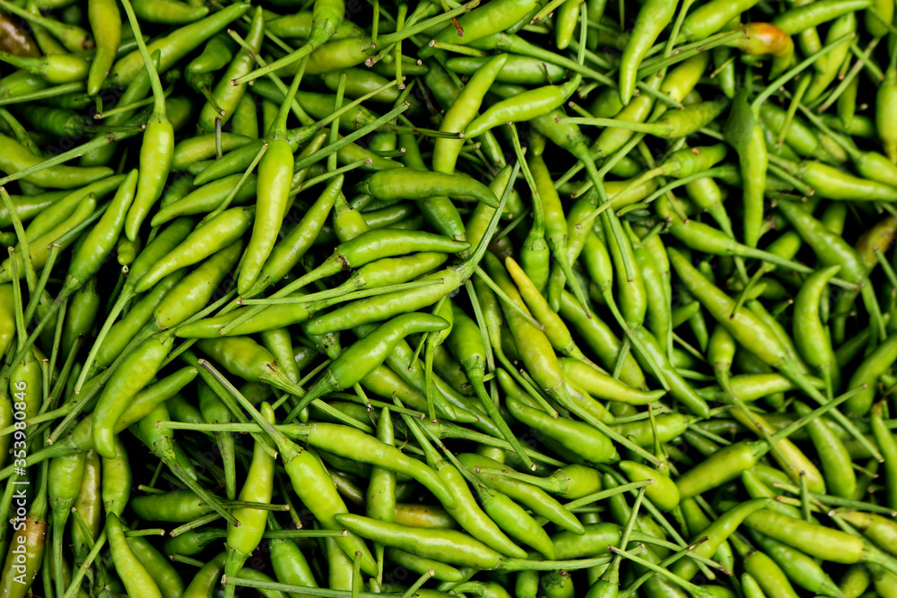 Green chilies grown in a farm in India. Green chilies grown in a farm in India.