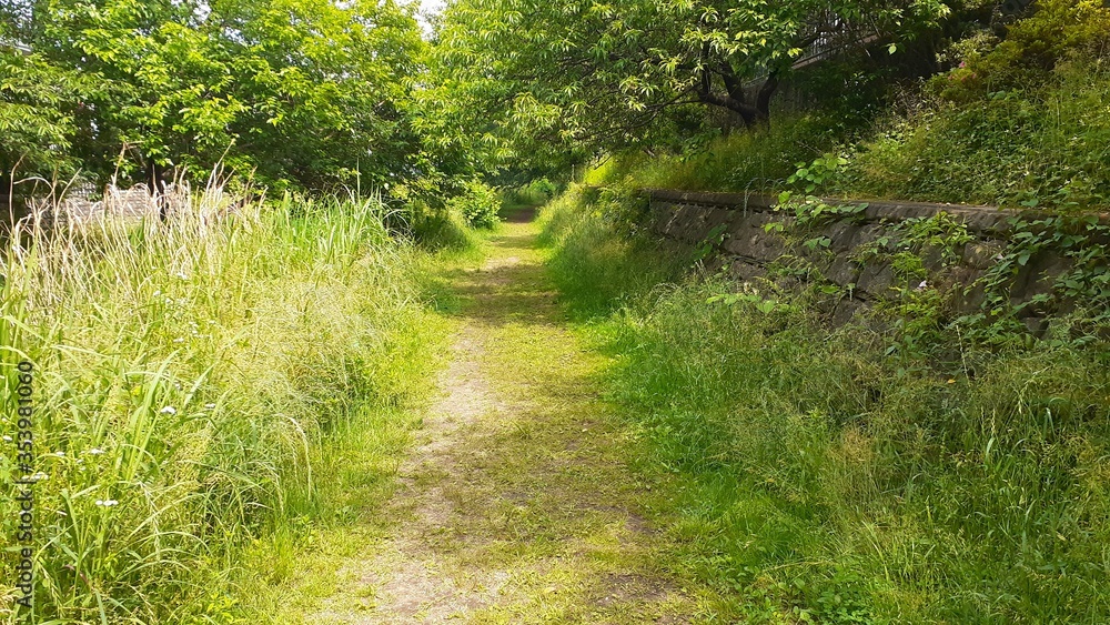 Naklejka premium 散歩道