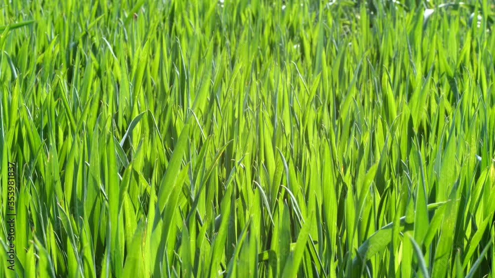 young green wheat sprouted on the field young green wheat sprouted on the field