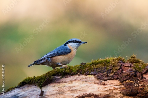 Eurasian nuthatch in natural environment, Danube forest, Slovakia, Europe