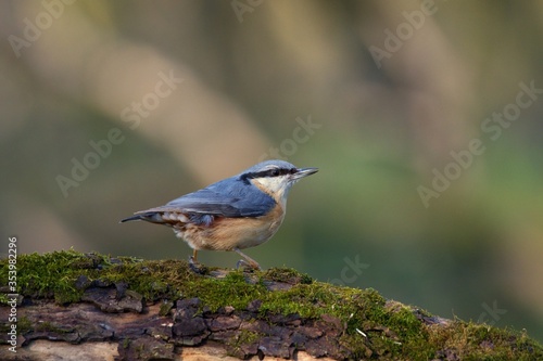 Eurasian nuthatch in natural environment, Danube forest, Slovakia, Europe © Tom