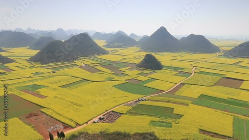 Rapeseed flowers of Luoping in Yunnan China photo