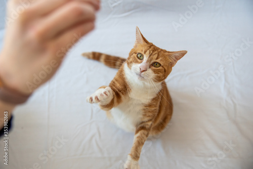 Ginger white & orange cat playing reaching up into air on white background. 