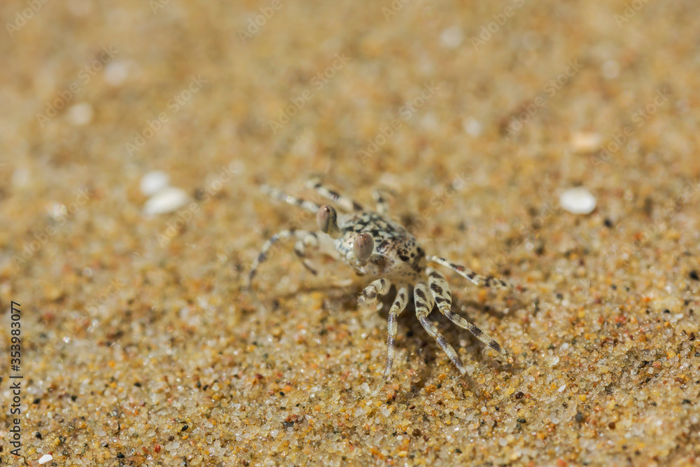  crab on the beach