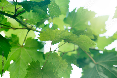 Abstract and blurred of green grape leaves and soft light of the sun.
