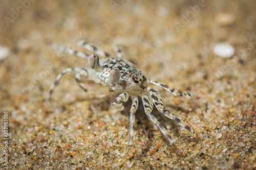  crab on the beach