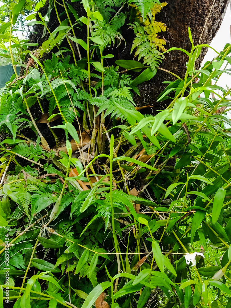 Fototapeta premium green moss on the stone